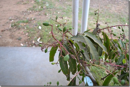 Fort and Mango tree 010