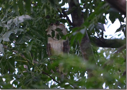 Letter W, playing in rain and owl 094