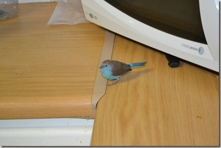 Bird in the house 004