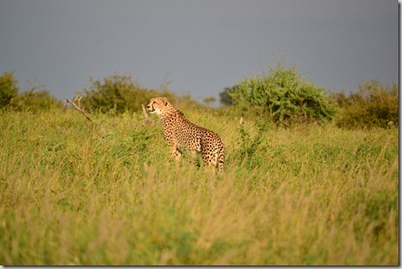 Kruger Mlilwane and Malolotja 273