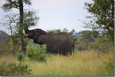 Kruger Mlilwane and Malolotja 308